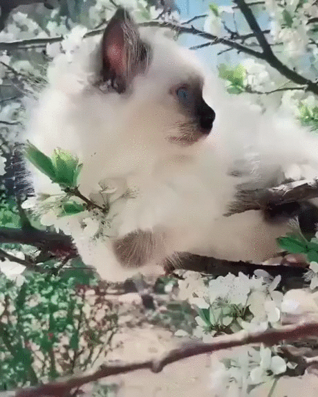 -котэ-личинки-котэ-живность-5446071