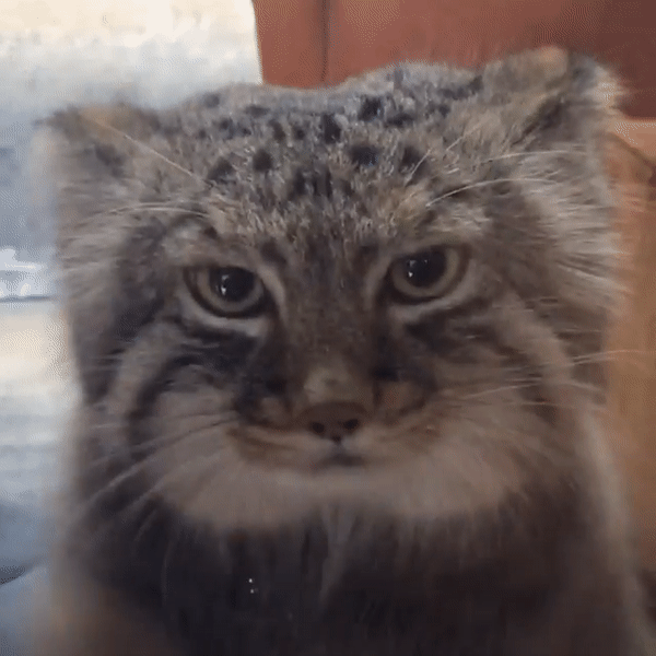 -котэ-гифки-5447532