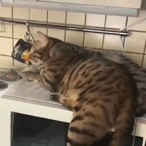 -котейки-отношения-кухня-5447964