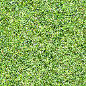 grass_011_yapfiles.ru%25252525252520(1)