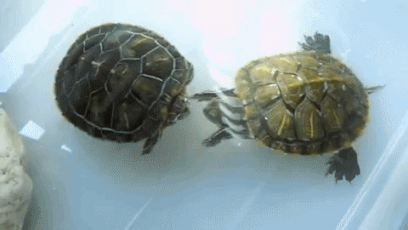 ezgif-4-aed44690b57c-1564493726