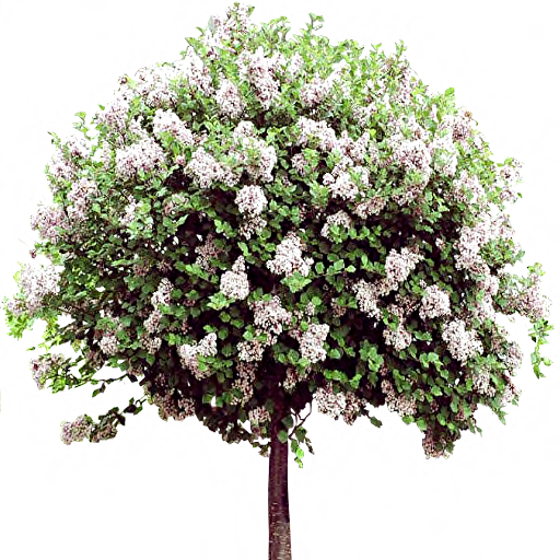 20190924v00ql1lb