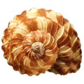 0008-013-