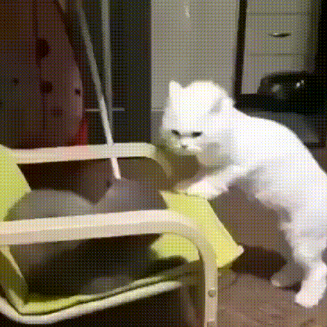 kote