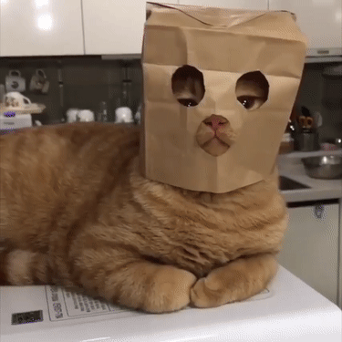 -котэ-кот-анонимус-5274906