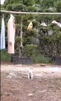 kote (2)