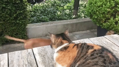 ezgif_com-gif-maker