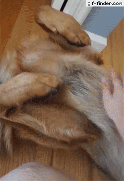 failsgif