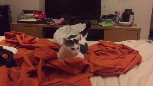 kote