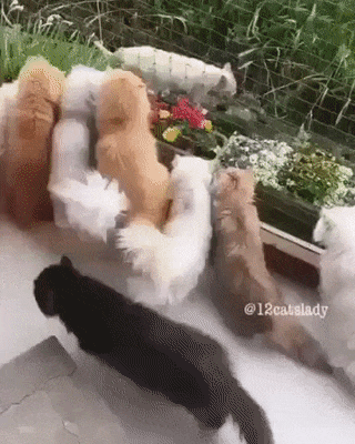 catism