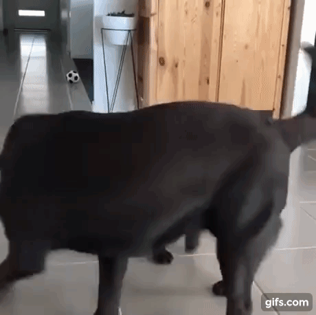 vk_com_animal_gif_2019_01424
