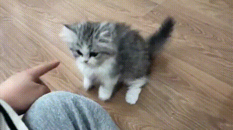 vk_com_animal_gif_2019_01254