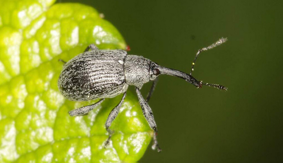 Жук долгоносик.