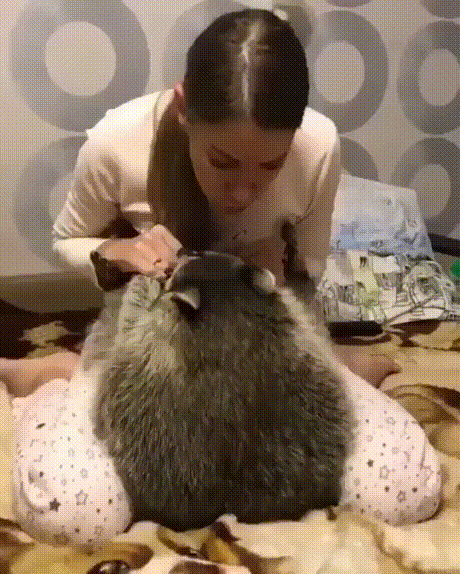 vk_com_animal_gif_2019_01234