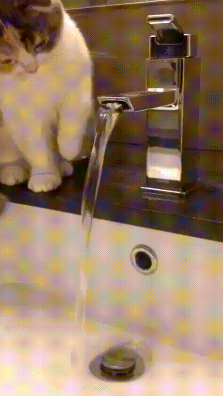 vk_com_animal_gif_2019_01217