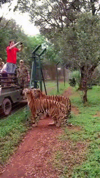 tigr