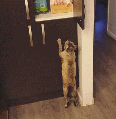 -котэ-почти-достал-5515700