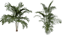 palm_tree_3_yapfiles.ru (1)