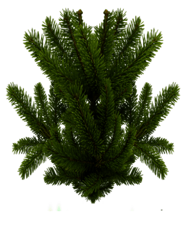 optimized-riuk