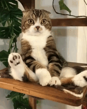 Tabletki_propali_Ne_videl_ya_nikakikh_tabletok____128540