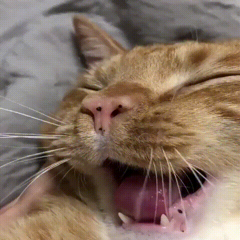 kote (1)