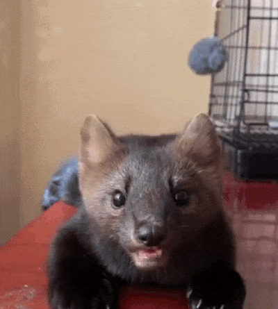 ezgif-2-fa3032a34bde