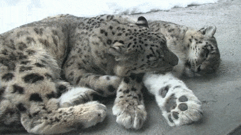 pikabu