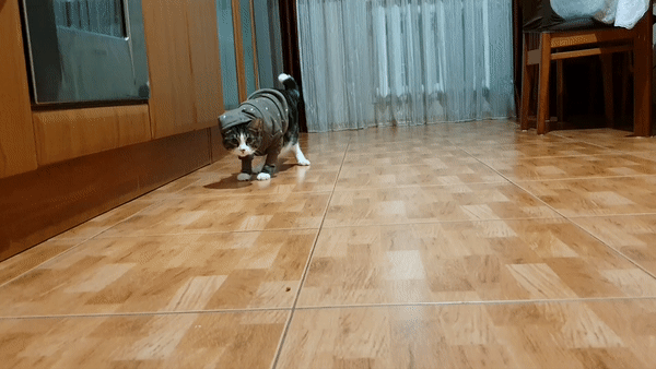 -Шепард-котейка-живность-животные-реактора-5531959