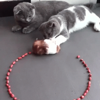 kote