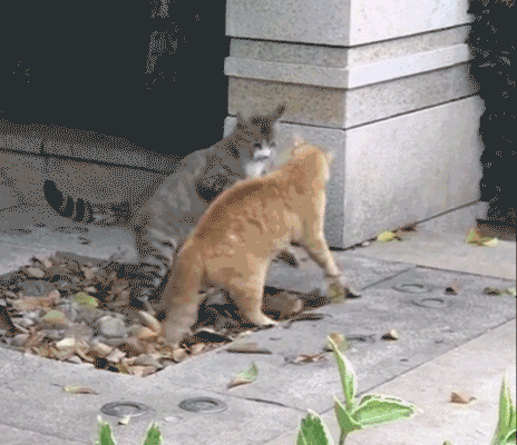 kote (1)