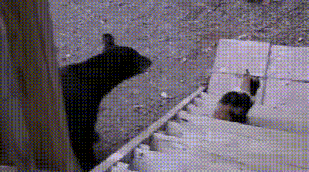 vk_com_rofl_gif