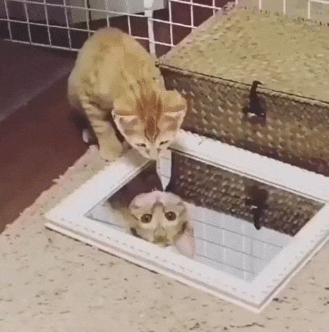 -котэ-5539871