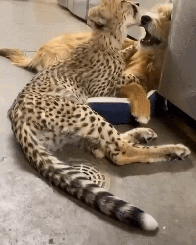 -гепард-собакен-emotional-support-animal-5545553