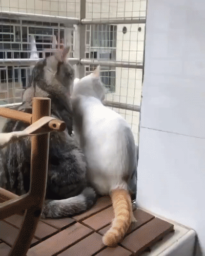 -котейки-соседи-5545267