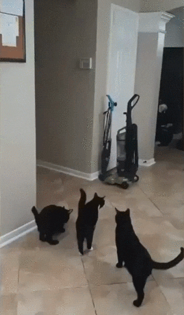 -котэ-испуг-5545821