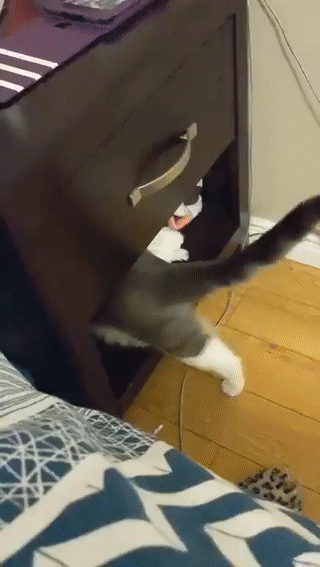 -котейка-нычка-5553143