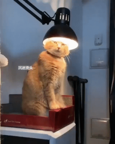-рыжий-кот-котэ-лампа-5551872