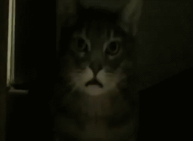 Кот смотрит