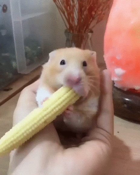 KatRaccoon-Комиксы-гифки-с-предысторией-хомяк-5555324