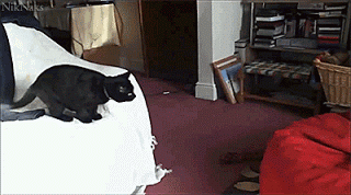 0257_vk_com_animal_gif