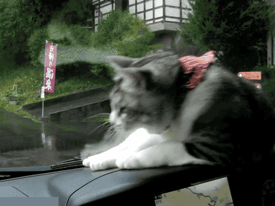 vk_com_animalfunny_0026