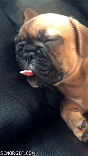 vk_com_animalfunny_0014