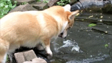vk_com_animalfunny_0022