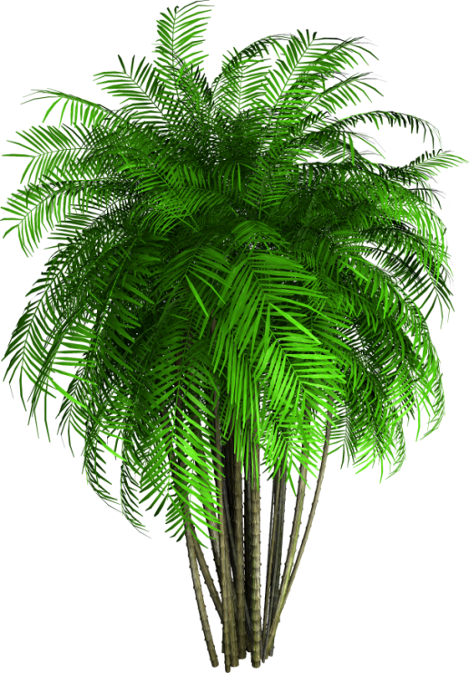 palm8