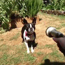 vk_com_animalfunny_0104