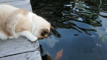 vk_com_animalfunny_0145