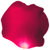optimized-sqet