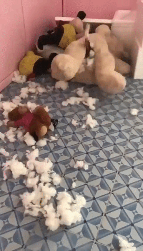 cat_teddy_lol