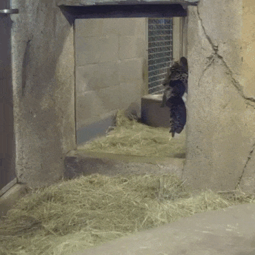 topgif