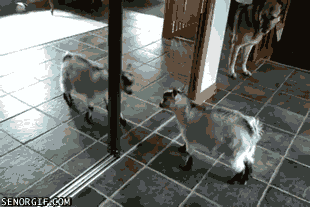 vk_com_animalfunny_0155